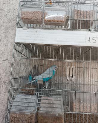 Coppie riproduttori cocorite