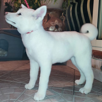 Cuccioli eccezionali Akita Inu con Pedigree ENCI