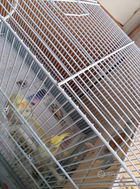 Coppia di Calopsitte con gabbia e nido