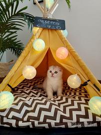 Gattini Scottish Fold