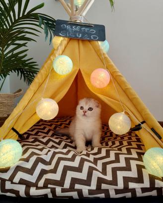 Gattini Scottish Fold