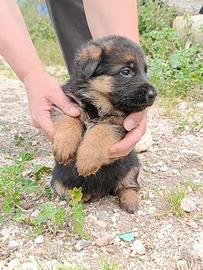 Cucciolo pastore tedesco