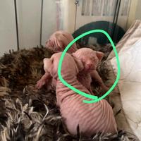 Cucciolo sphynx maschio con pedigree