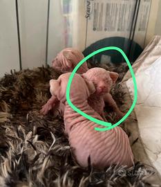 Cucciolo sphynx maschio con pedigree