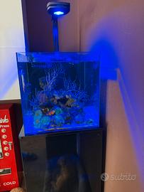 Acquario marino