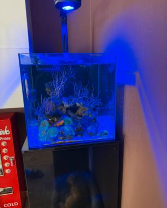 Acquario marino