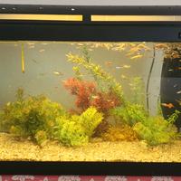 acquario completo 60litri