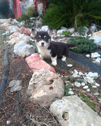 Wels Corgi Pembroke con pedigree ENCI