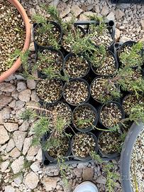 Piantine di Ginepro Kishu e Acero Palmato