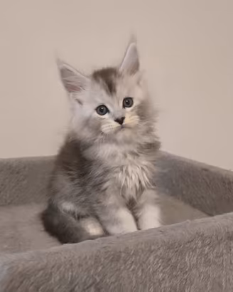 Maine coon ALTISSIMA genealogia linee ESTERE TOP