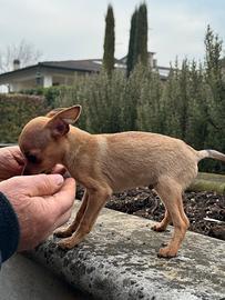 Cucciolo di mini pincher