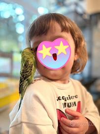 Cocorite allevate a mano