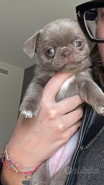 Chihuahua pelo corto lilac