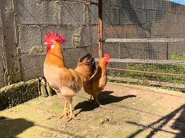 Bionda Piemontese pulcini