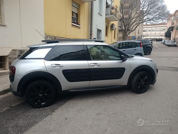 C4 cactus 