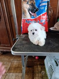 Cuccioli maltese
