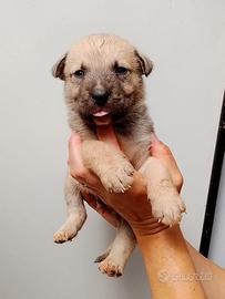 Mix cane corso