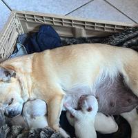 Chihuahua 60 giorni con vaccino