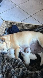 Chihuahua 60 giorni con vaccino