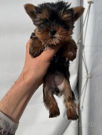 Cucciola di Yorkshire Mini Mini Toy