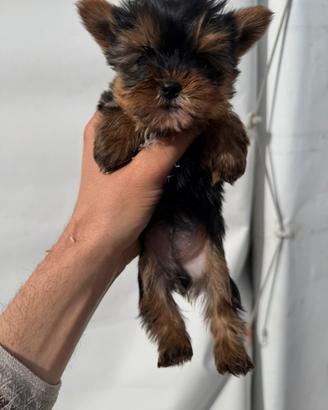 Cucciola di Yorkshire Mini Mini Toy