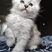 MAine coon