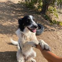 Il cane che aspetta il suo posto nel cuore