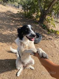 Il cane che aspetta il suo posto nel cuore