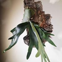 platycerium alcicorne su zattera di sughero