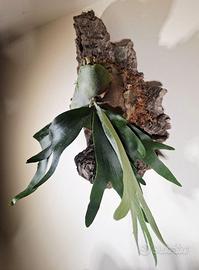 platycerium alcicorne su zattera di sughero