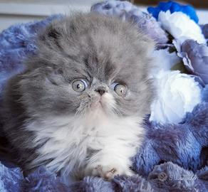 Cuccioli di Gatto Persiano