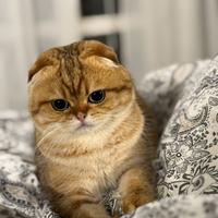 Gatto Scotish Gold Accopiamento