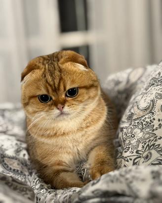 Gatto Scotish Gold Accopiamento