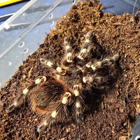 Acanthoscurria geniculata Femmina