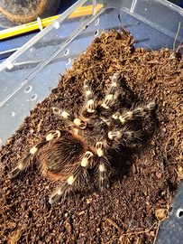 Acanthoscurria geniculata Femmina