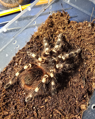 Acanthoscurria geniculata Femmina