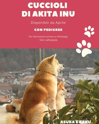 Cuccioli Akita Inu