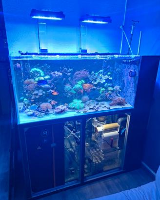 Acquario con pesci, coralli e tecnica