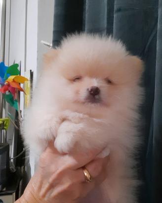 Spitz tedesco nano