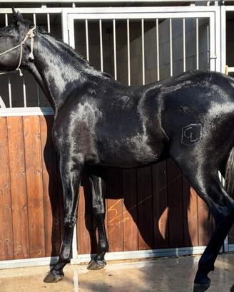 Spagnolo Puledro 2 anni 1,67 pronto da addestrare