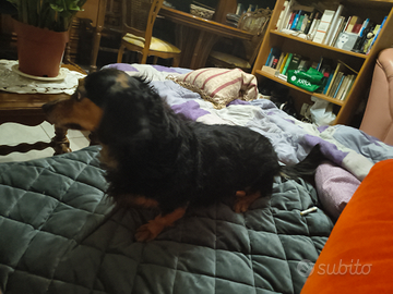 Bassotto con bassotta