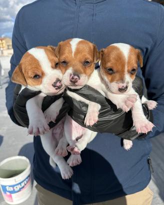 Jack russell