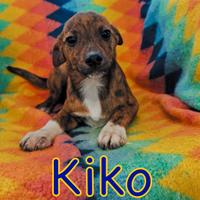 Kiko cucciolo taglia piccola