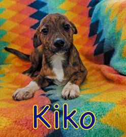 Kiko cucciolo taglia piccola