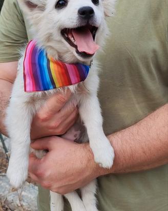 Piccola cucciola 3 mesi in adozione