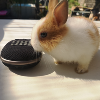 Coniglio nano testa di leone