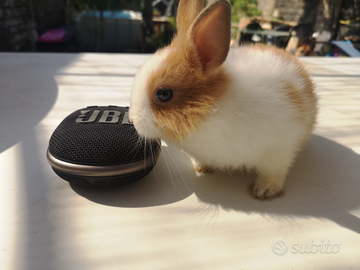 Coniglio nano testa di leone