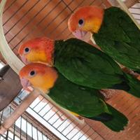 Caicco fianchi gialli allevato a mano