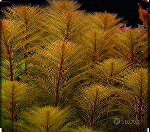 Myriophyllum Red streaming