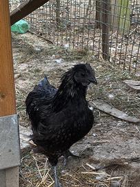Galletto Cemani